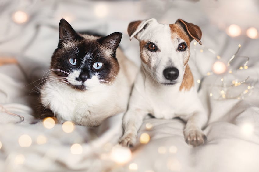 Fur Babies